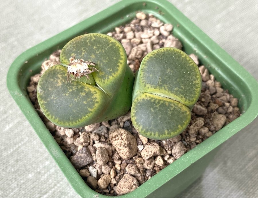 Lithops lesliei CO 36A