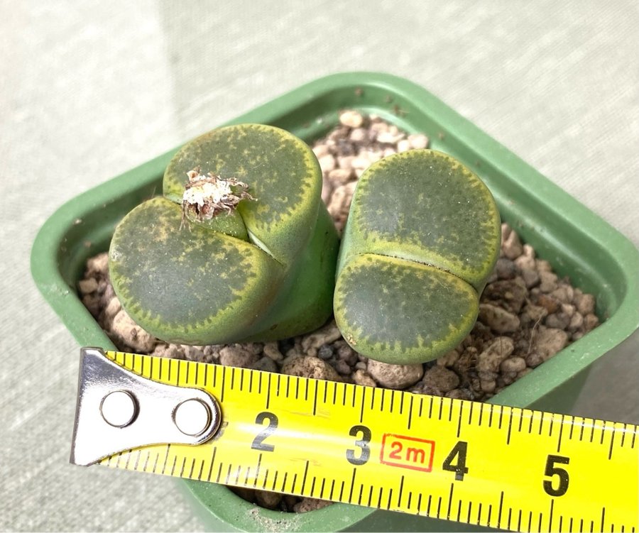 Lithops lesliei CO 36A