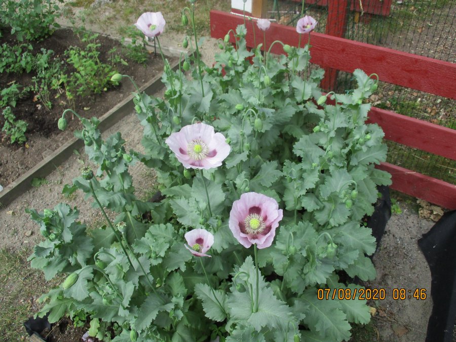 Maanzaad Poppy. 30 frön. P. Somniferum L. Top-Notch sort från Holland! Passa På!