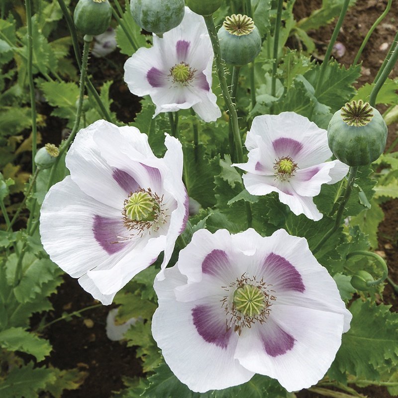 Maanzaad Poppy. 30 frön. P. Somniferum L. Top-Notch sort från Holland! Passa På!