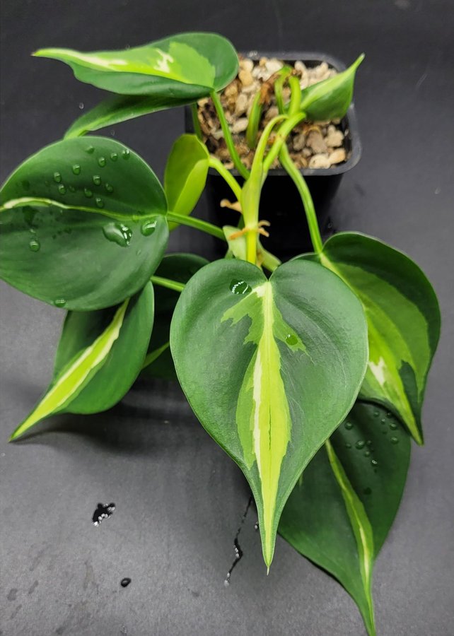 Philodendron brasil tricolor