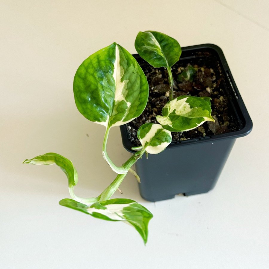 Epipremnum " NJOY / N'JOY " Liten planta (Gullranka Pothos)