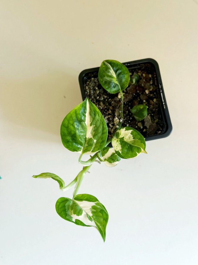 Epipremnum " NJOY / N'JOY " Liten planta (Gullranka Pothos)