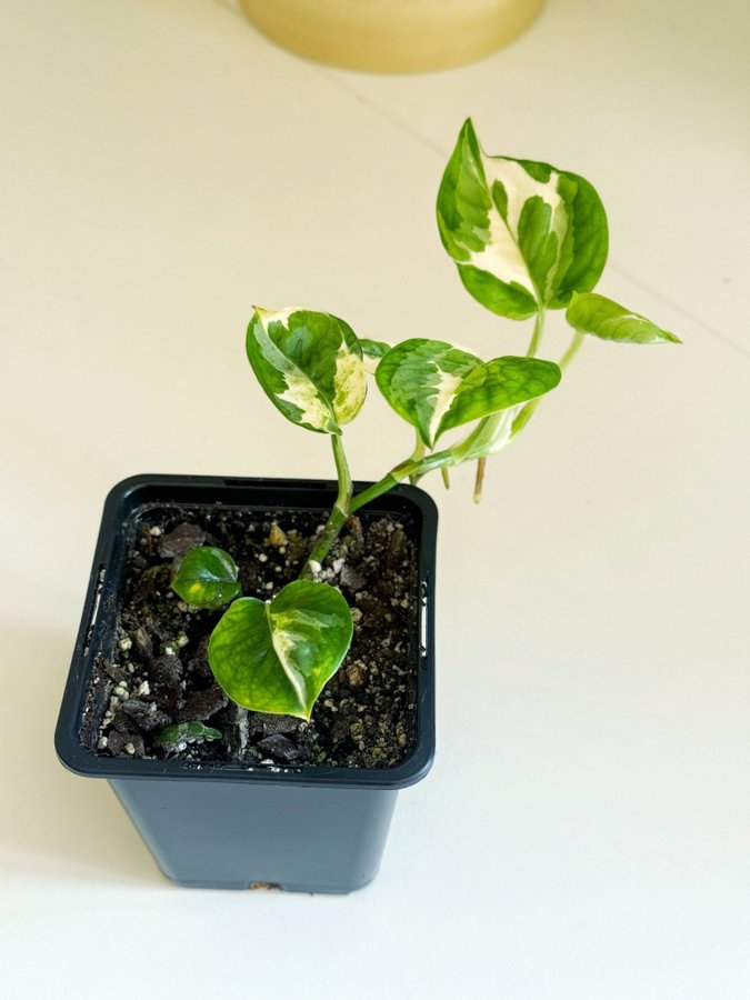 Epipremnum " NJOY / N'JOY " Liten planta (Gullranka Pothos)