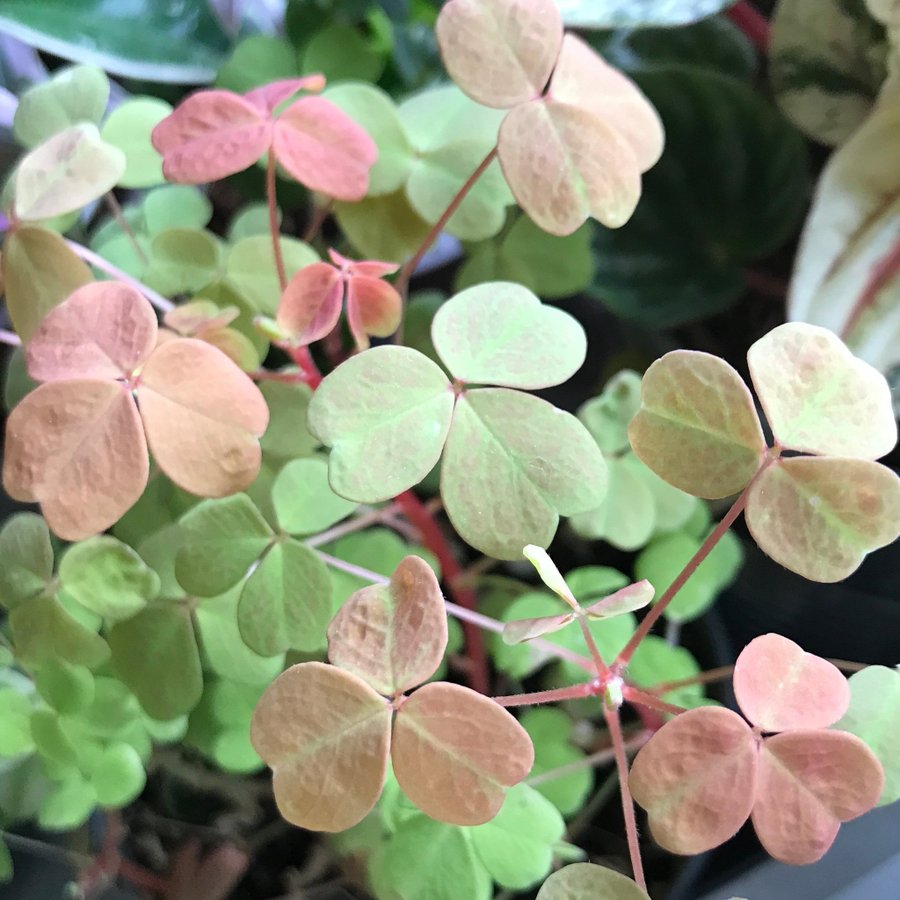 ”SUNSET VELVET” OXALIS - Triangeloxalis -Lyckoklöver -