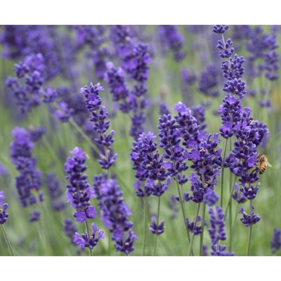 Lavendel Lavandula angustifolia frön PERENN Höstsådd