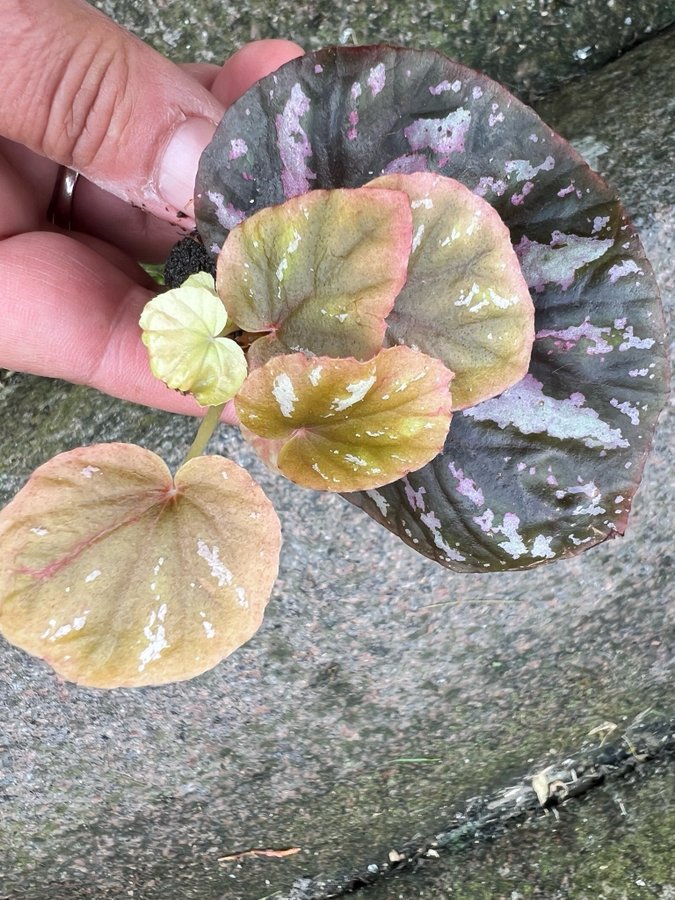 Begonia Candy stripes