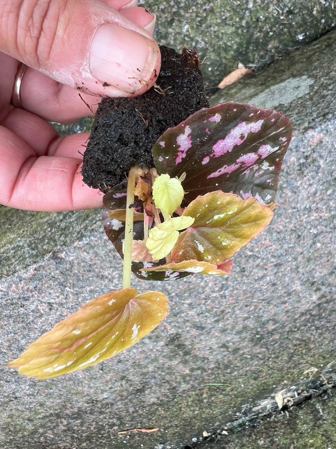 Begonia Candy stripes