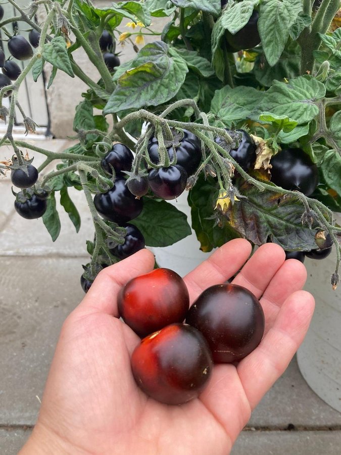 Blaue Zimmertomate dvärgbusktomat 15st fröer