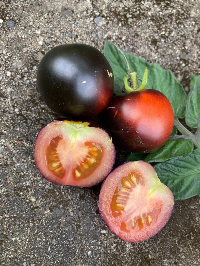 Blaue Zimmertomate dvärgbusktomat 15st fröer