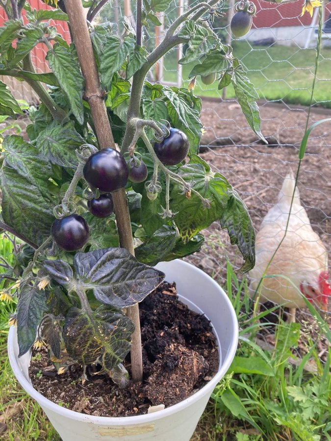 Blaue Zimmertomate dvärgbusktomat 15st fröer