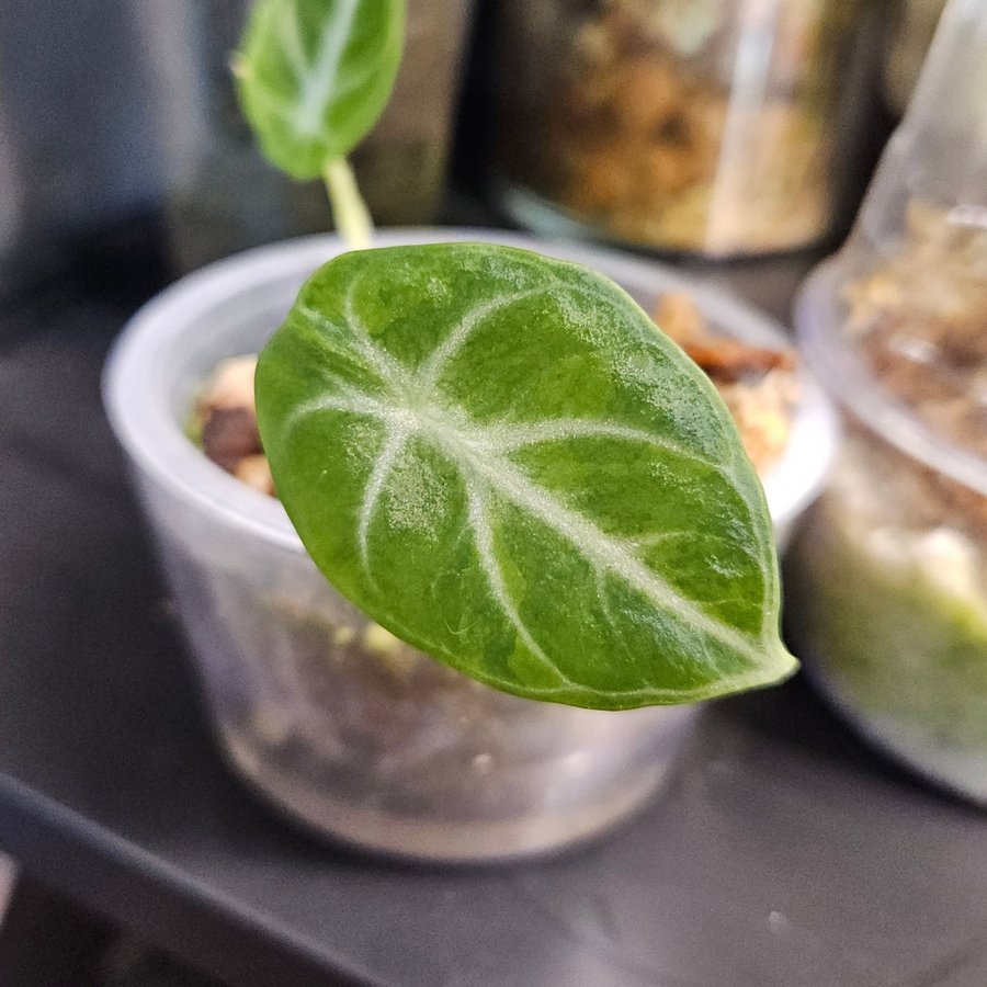 Alocasia Black Velvet Ninja variegata