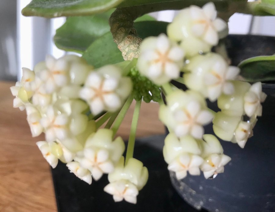 Hoya Subquintuplinervis