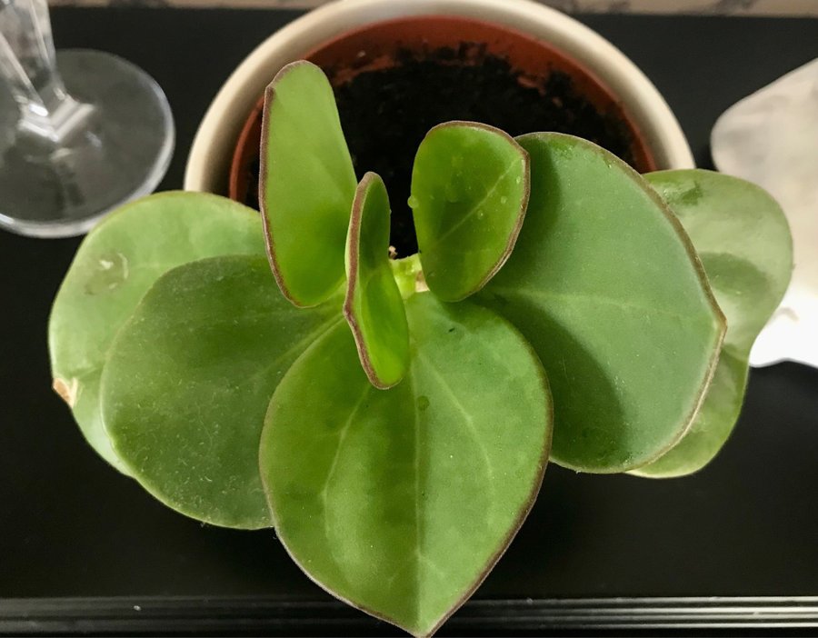 Hoya Subquintuplinervis