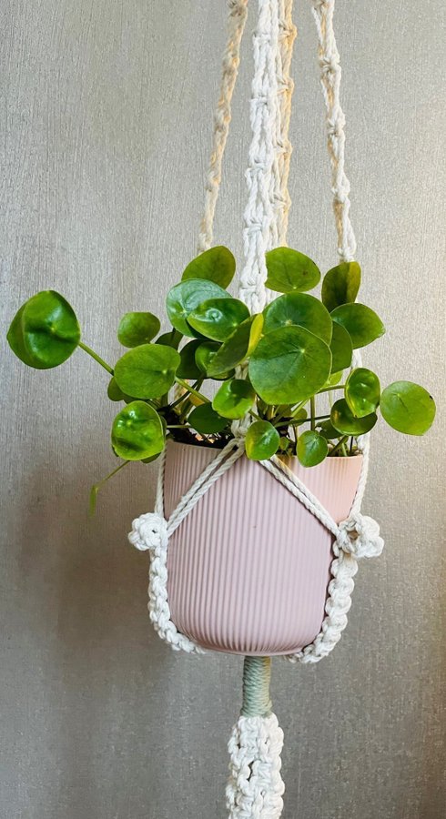 Ampel i makramé /plant hanger