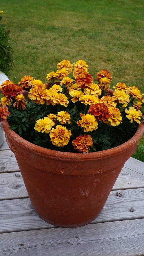 Tagetes Röd/Gul Frö