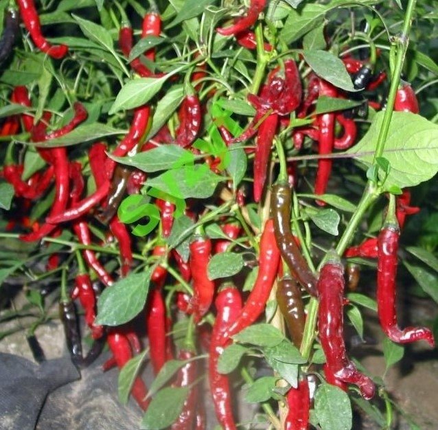 Thai Chili, 10 frön