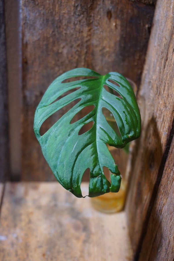 Monstera adansonii ssp. laniata "Double Window"