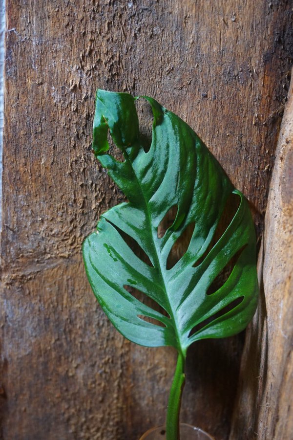 Monstera adansonii ssp. laniata "Double Window"