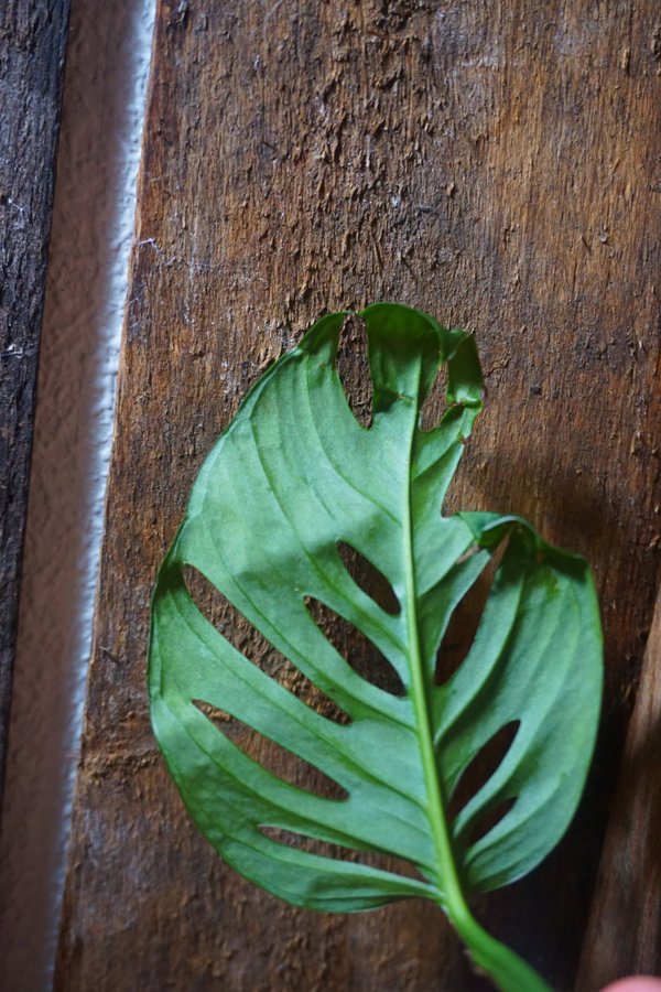 Monstera adansonii ssp. laniata "Double Window"