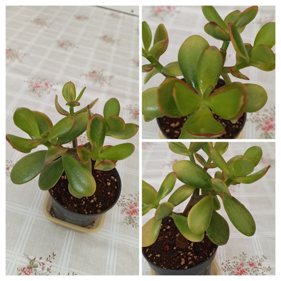 Crassula ovata ( Paraditräd ) planta.