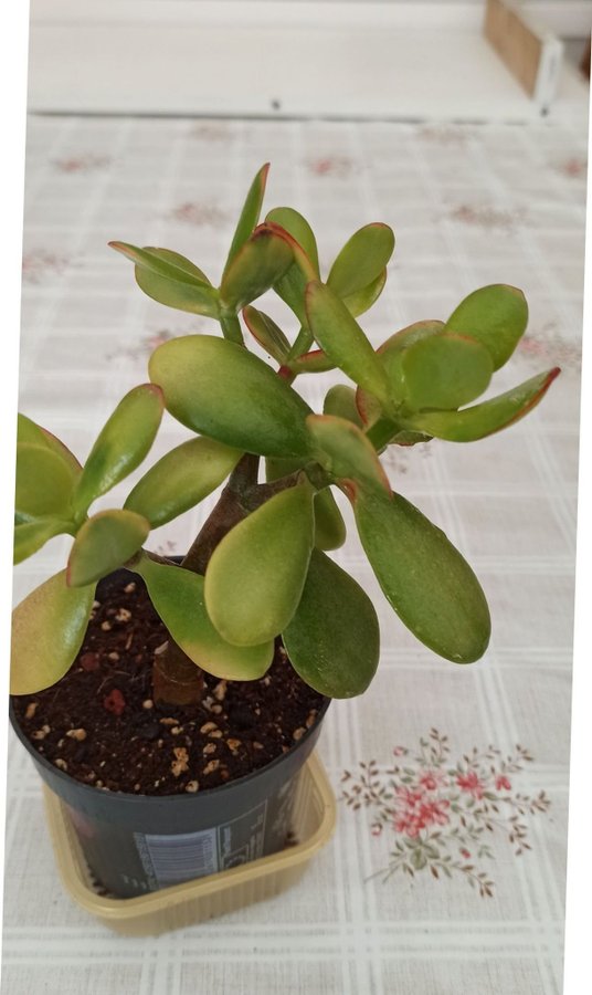 Crassula ovata ( Paraditräd ) planta.