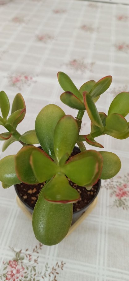 Crassula ovata ( Paraditräd ) planta.