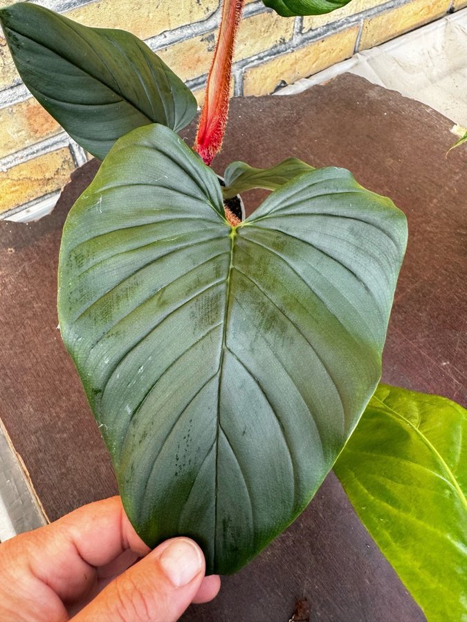 Philodendron squamicaule pink 12 cm