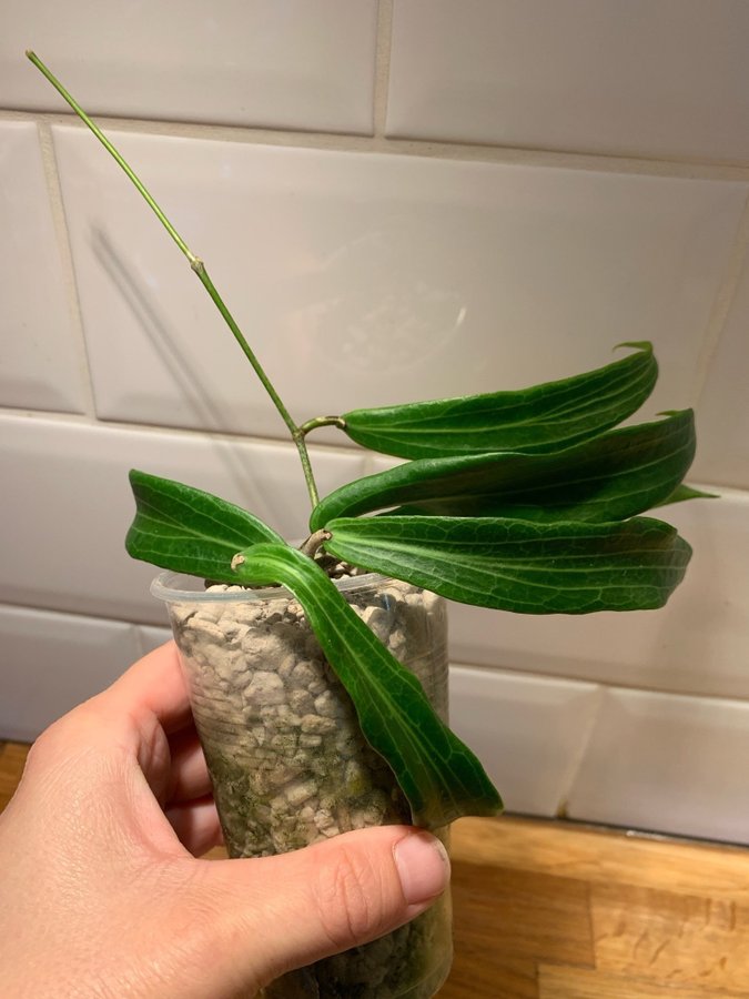 Hoya bordenii