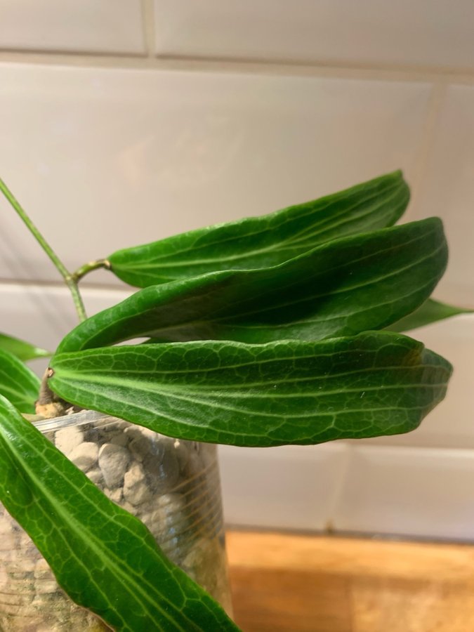 Hoya bordenii