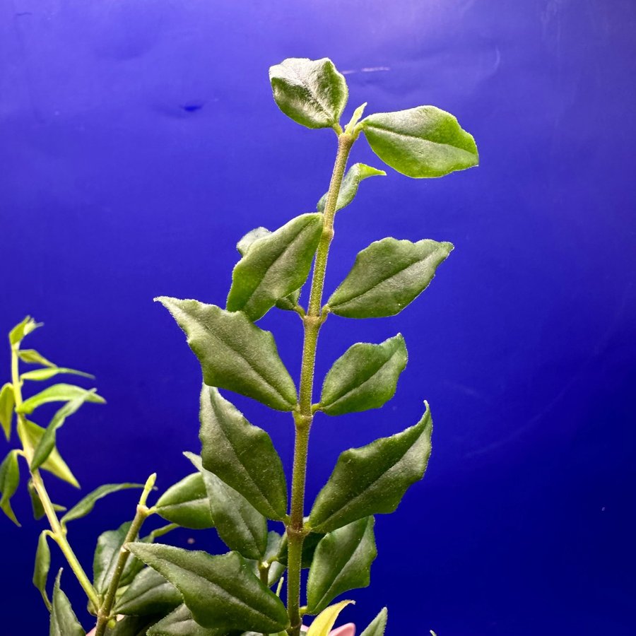 Hoya lanceolata - rotade sticklingar