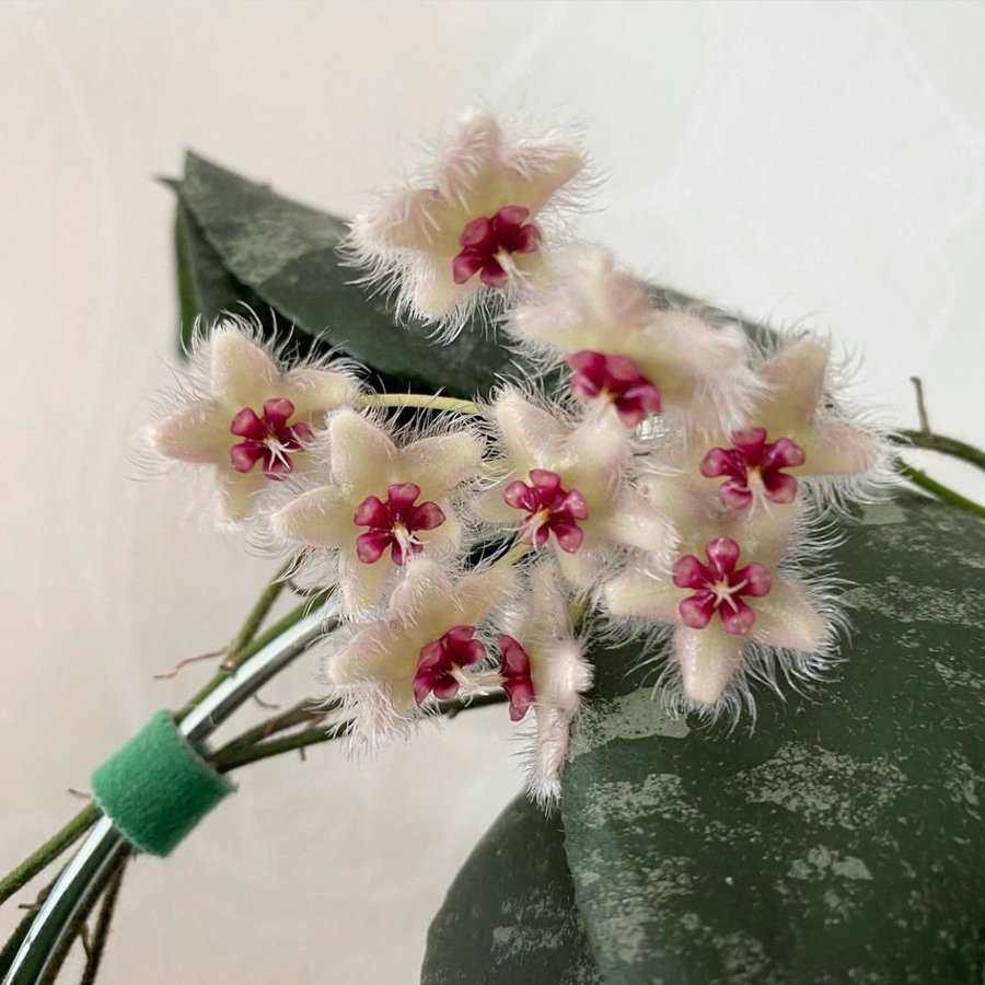 Hoya Caudata Sumatra #2