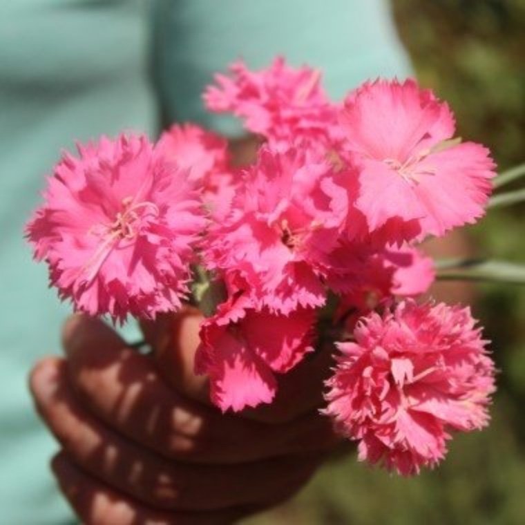 En Dröm! Nejlika Rosé Queen (Dianthus caryophphyllus)