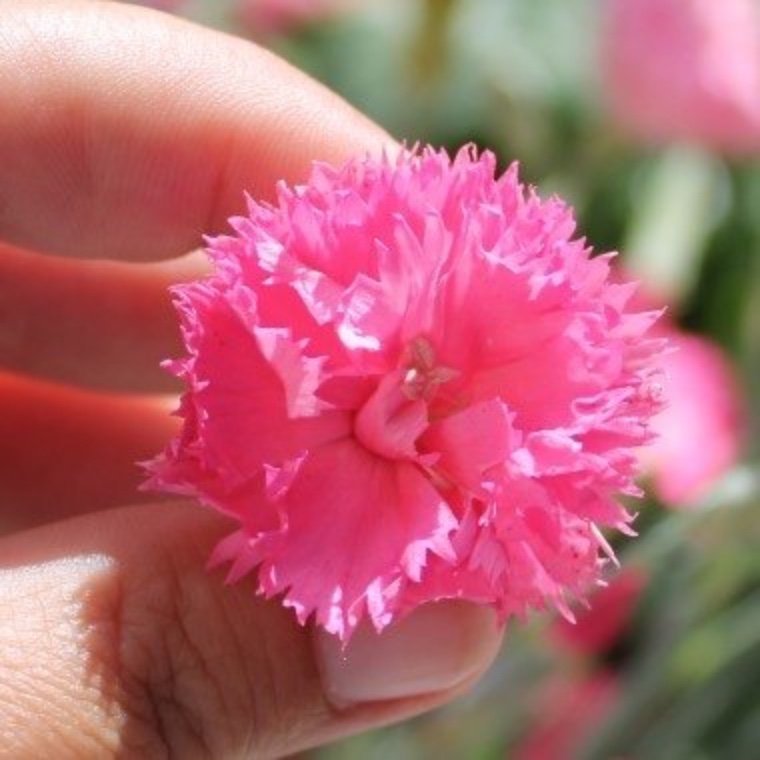 En Dröm! Nejlika Rosé Queen (Dianthus caryophphyllus)