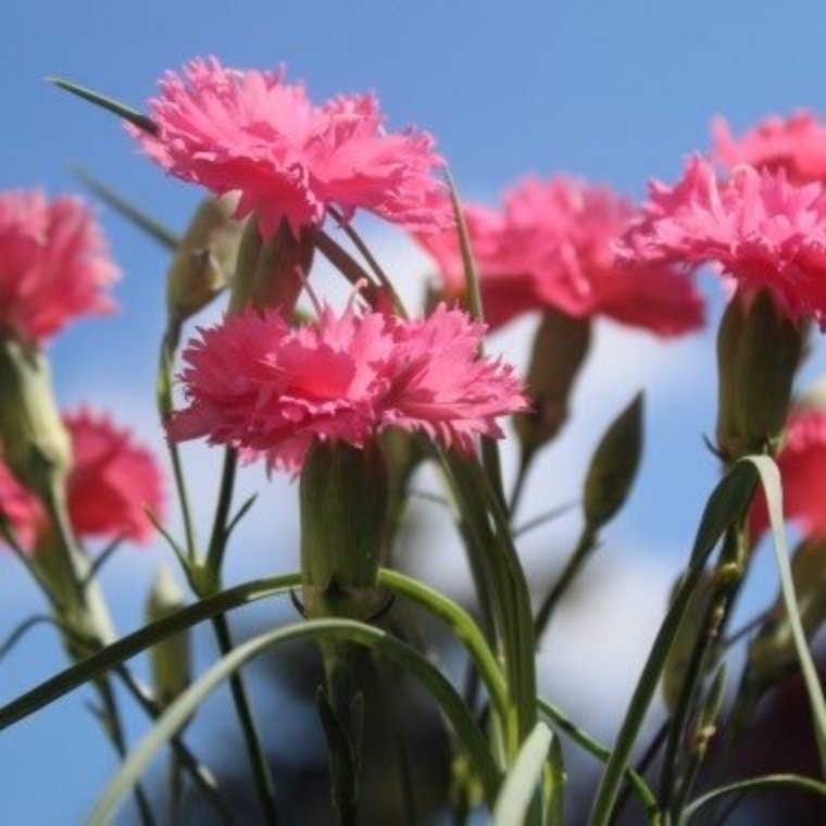 En Dröm! Nejlika Rosé Queen (Dianthus caryophphyllus)