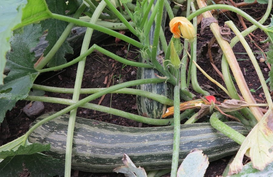 Squash - Verte Non Coureuse Italie - ÅRETS SKÖRD!! -