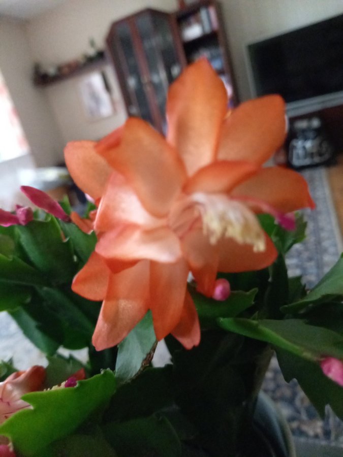 Novemberkaktus.Schlumbergera ''Danica Orange' ,hybrid,stickling