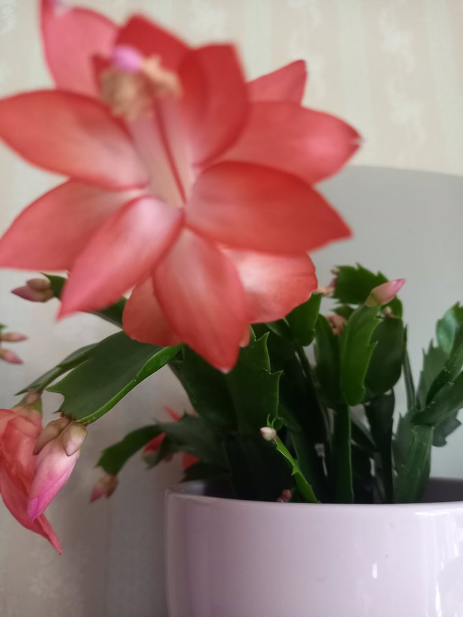 Novemberkaktus.Schlumbergera ''Danica Orange' ,hybrid,stickling