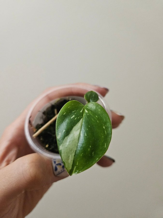 Monstera Standleyana