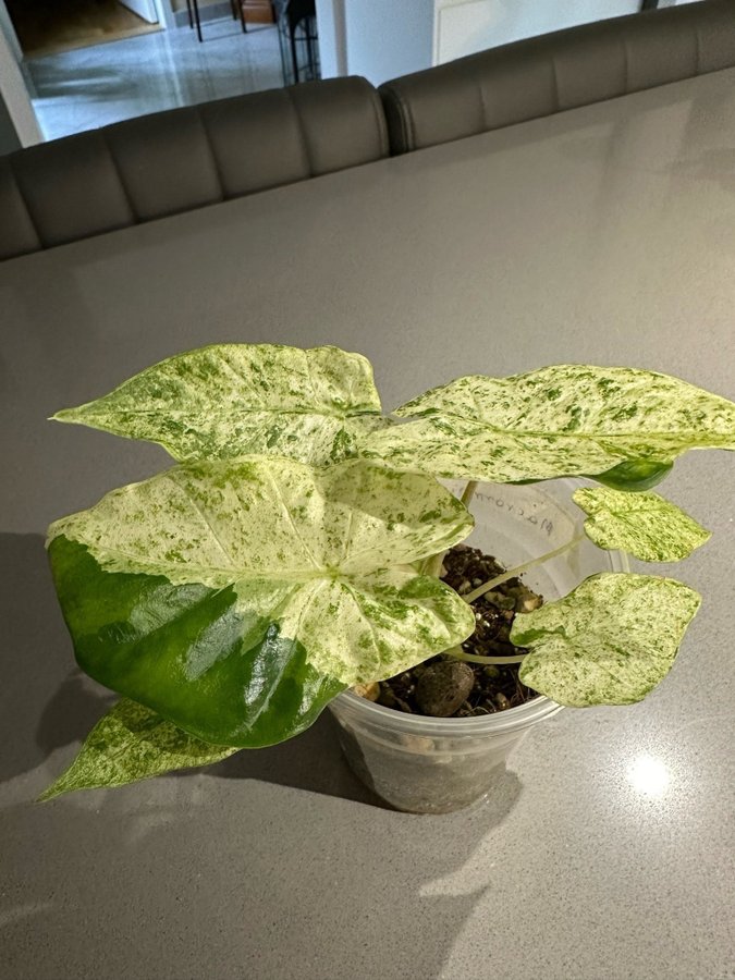 Alocasia Odora Batik variegated