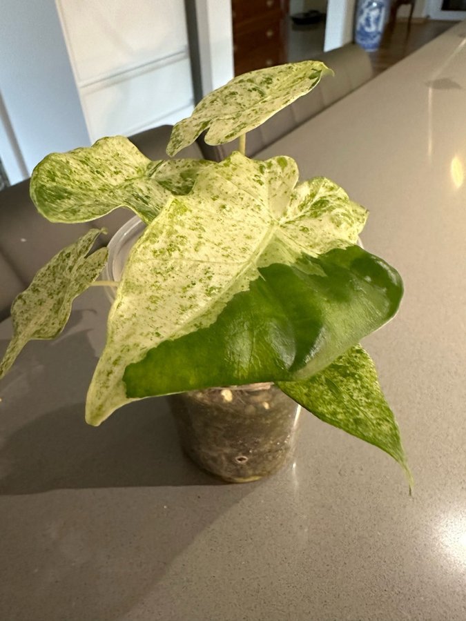 Alocasia Odora Batik variegated