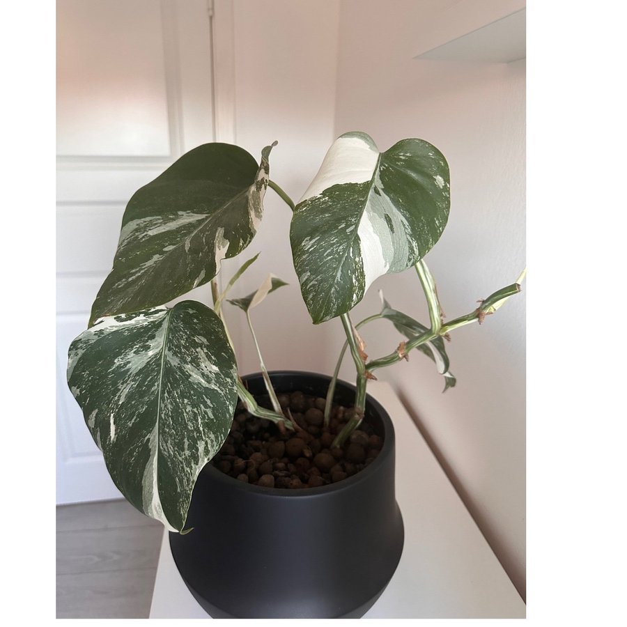 Monstera Albo