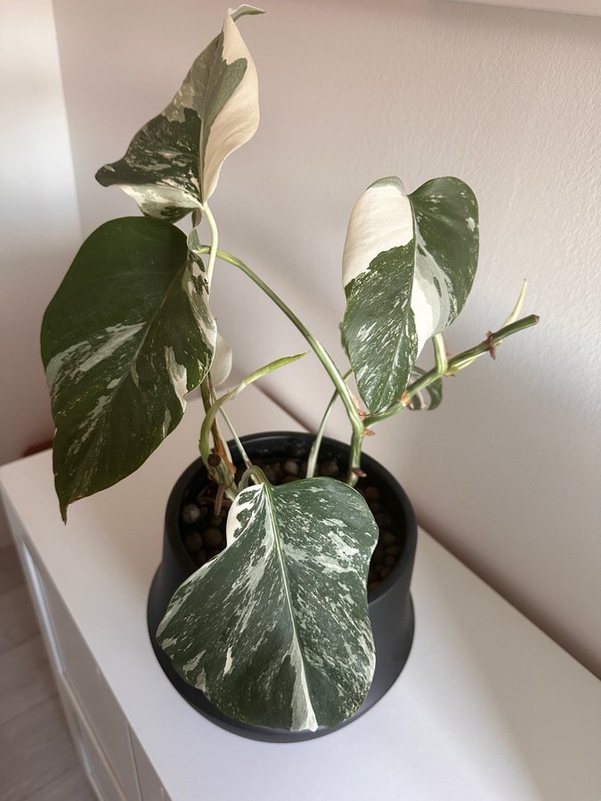 Monstera Albo