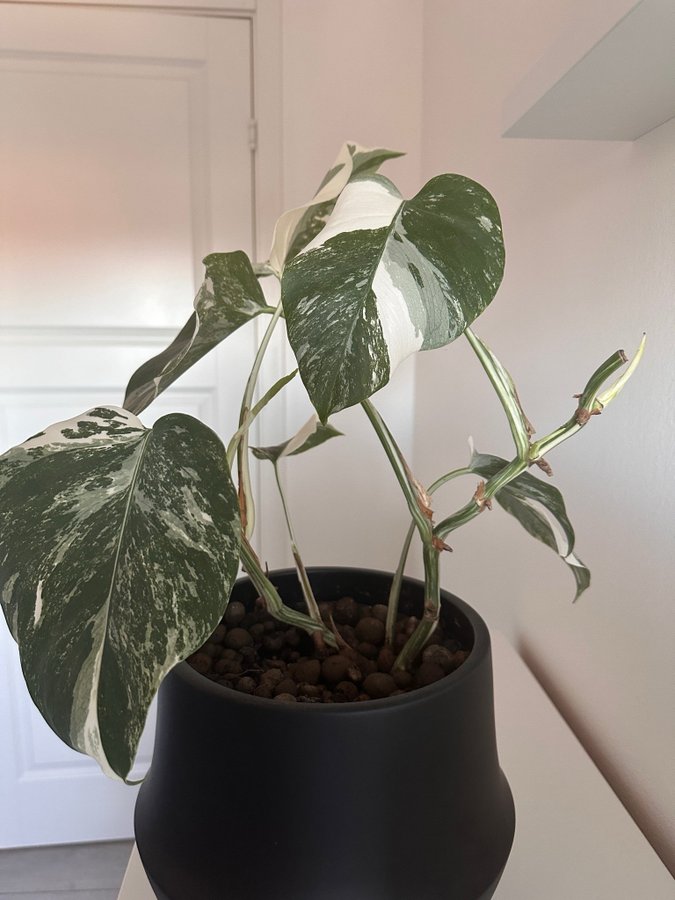 Monstera Albo