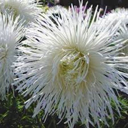 Aster, nålbladsaster Vit, h 50-75 cm, blommar juli-oktober, ca 50 frön