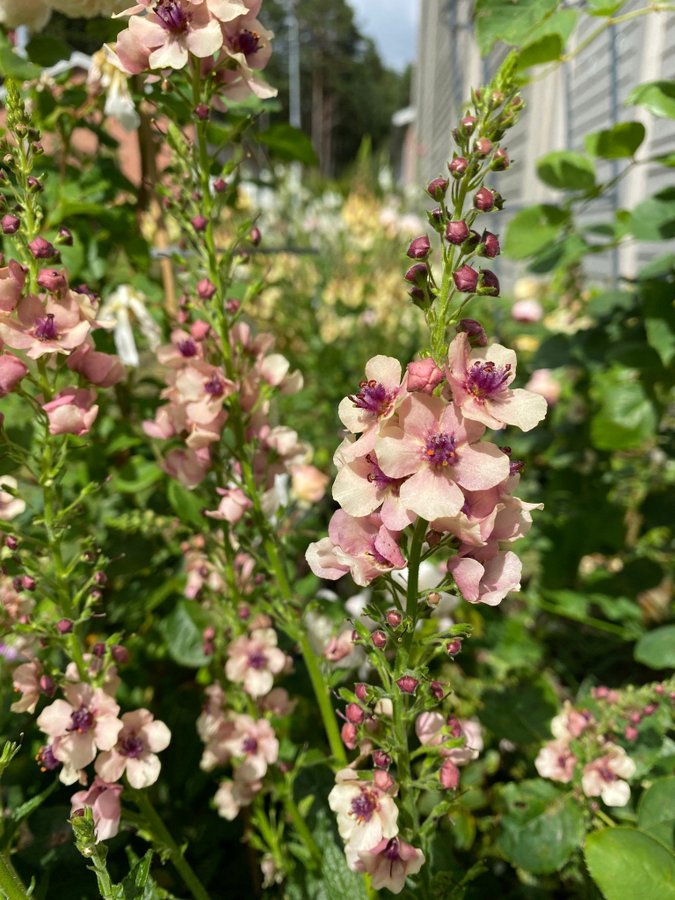 Kungsljus Southern charm Verbascum aprikos apricot fleråriga växt perenn frön