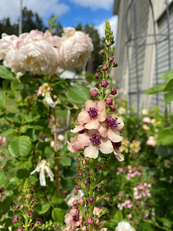 Kungsljus Southern charm Verbascum aprikos apricot fleråriga växt perenn frön