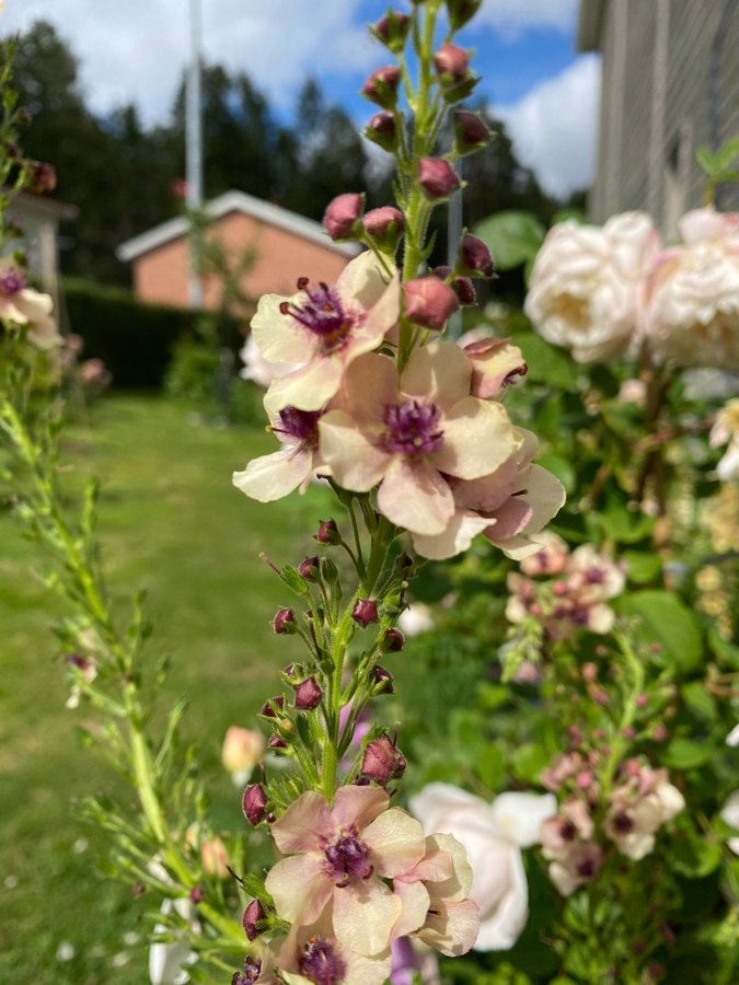 Kungsljus Southern charm Verbascum aprikos apricot fleråriga växt perenn frön