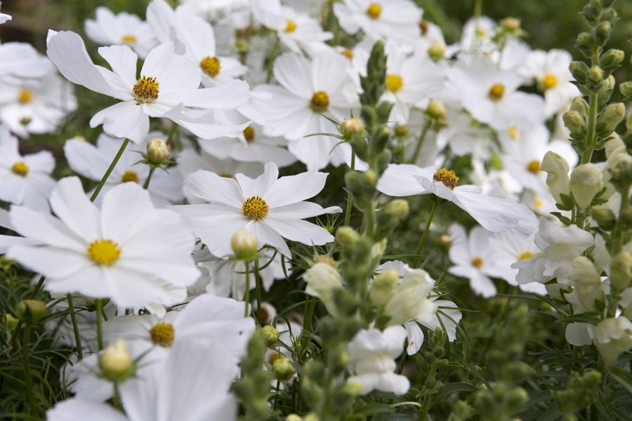 Rosenskära 'Kosmos Sensation` Alba, höjd 40-60 cm, blom juli-frost, 50 frön