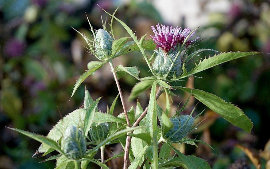 Cang Zhu (Atractylodes lancea )